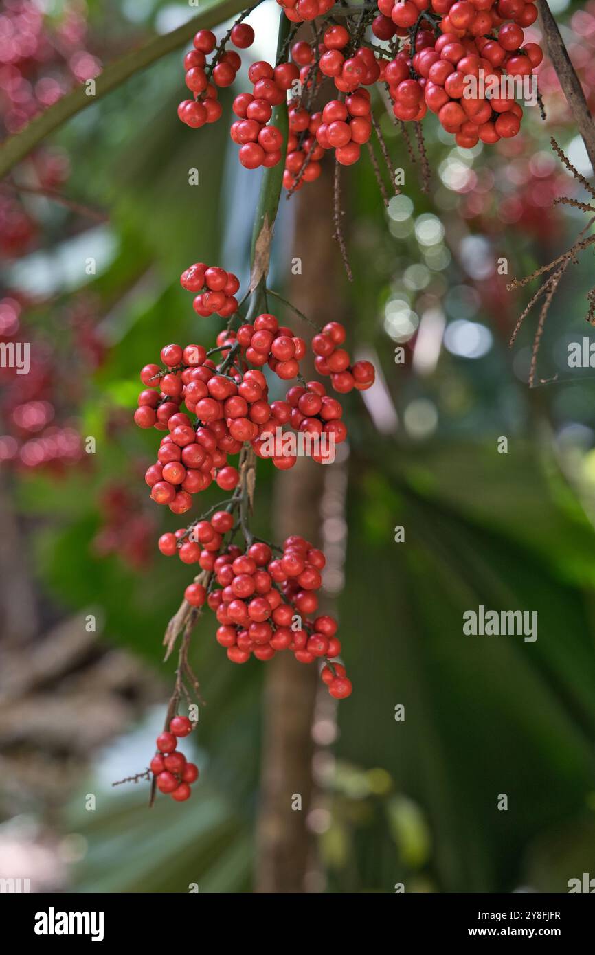 Nahaufnahme von roten Palmensamen im botanischen Garten Mahe, Seychellen. Stockfoto