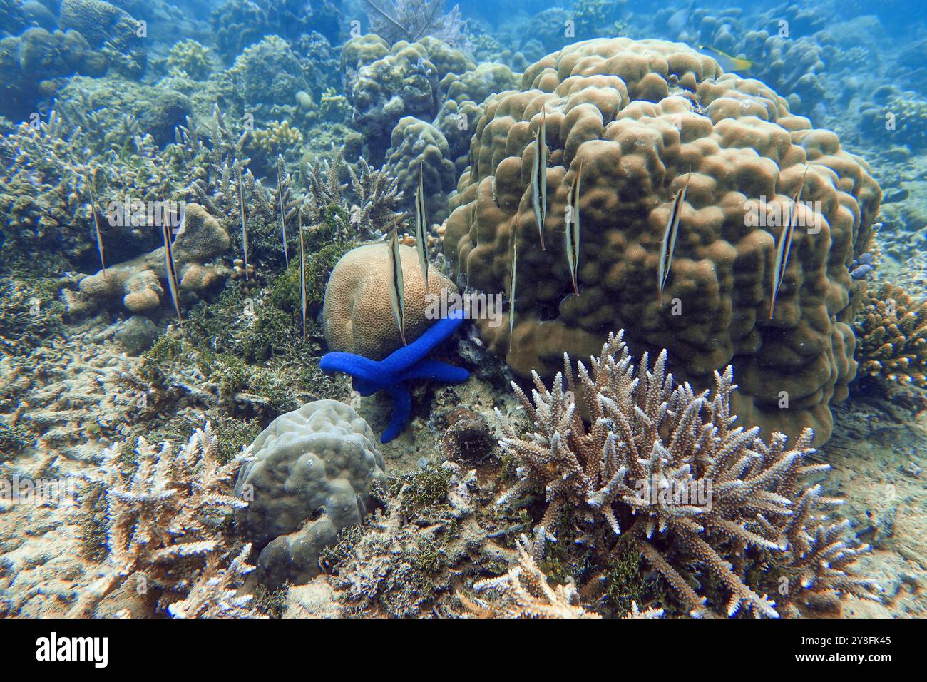 Indonesien Bangka - Garnelen - Aeoliscus strigatus - Razorfish Stockfoto