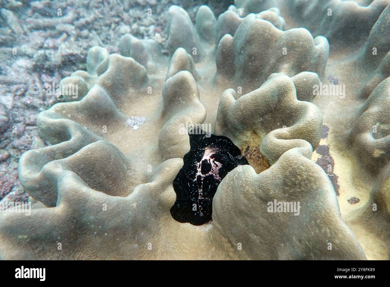 Indonesien Bangka - Marine Life Common Ei Cowrie - Seeschnecke - vula ovum Stockfoto