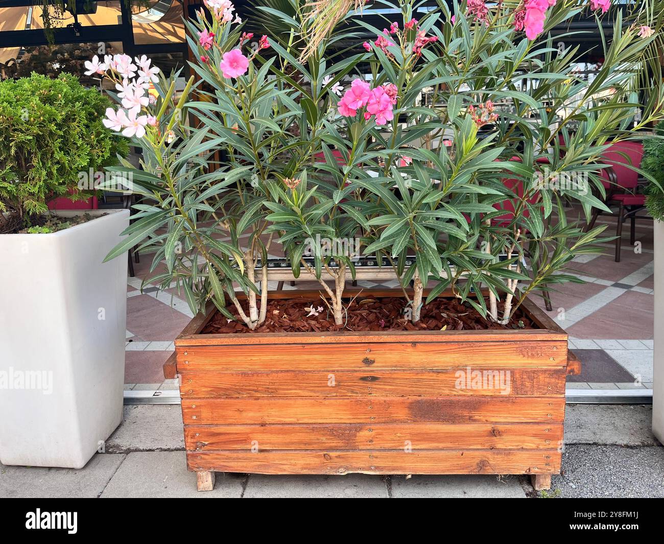 Nerium-Oleander oder Rosebay blühende kleine Pflanzen, die in Holzbehältern vor dem Restaurant in Sofia Bulgarien, Osteuropa, Balkan wachsen Stockfoto