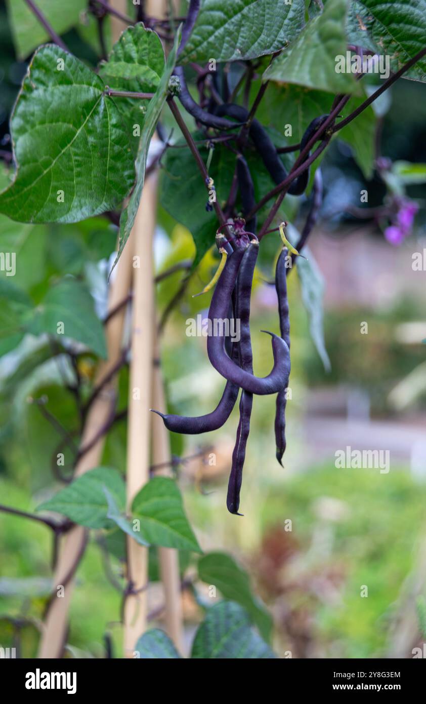 Französische Bohnenpflanze. Phaseolus vulgaris „Violet podded“ kletternde französische Bohnen, die in einem Küchengarten auf Stangen wachsen Stockfoto