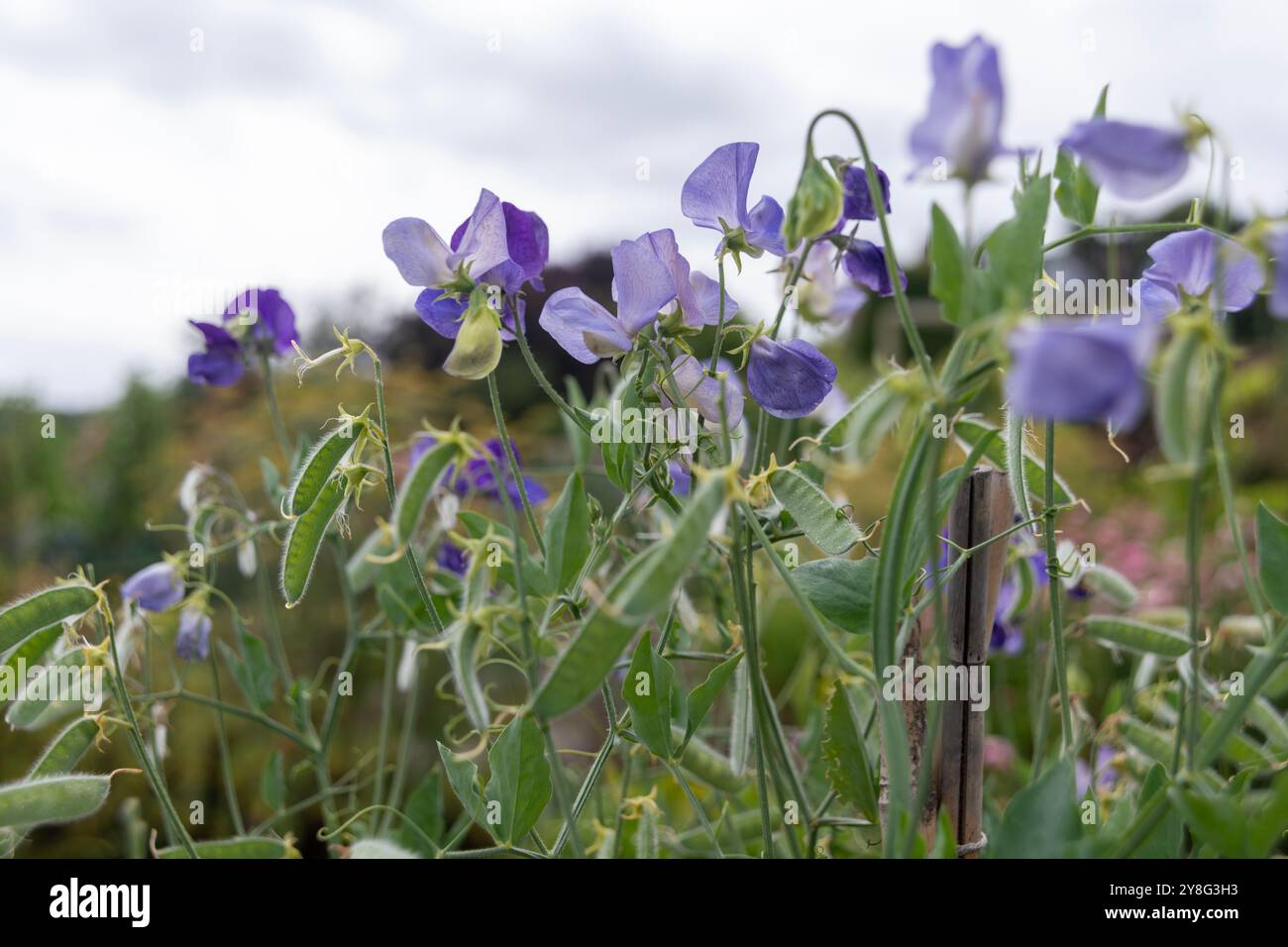 Süße Erbsen, Lathyrus odoratus, blüht im Sommer in einem englischen Landgarten, Großbritannien, GB. Stockfoto
