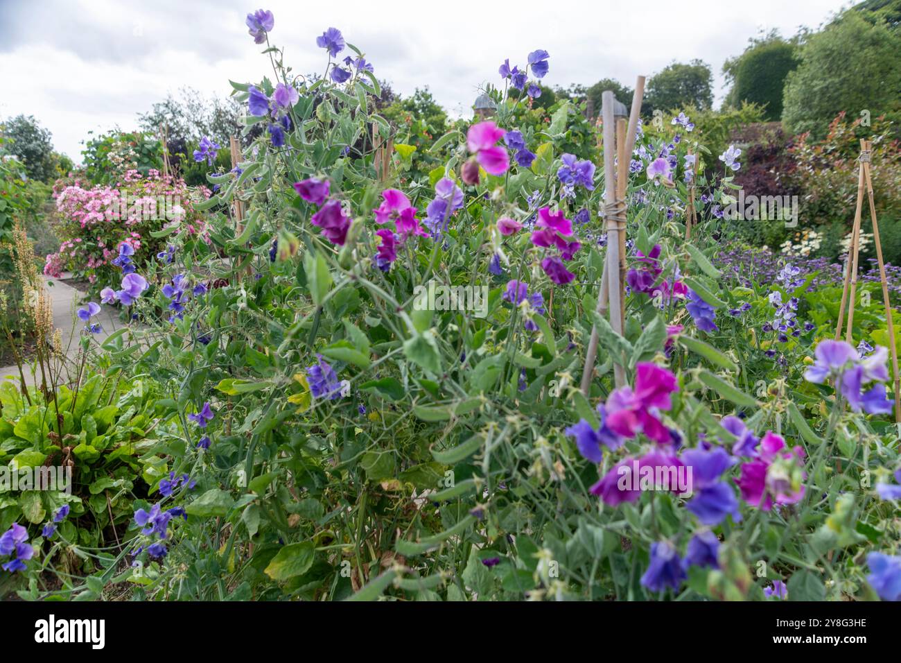 Süße Erbsen, Lathyrus odoratus, blüht im Sommer in einem englischen Landgarten, Großbritannien, GB. Stockfoto