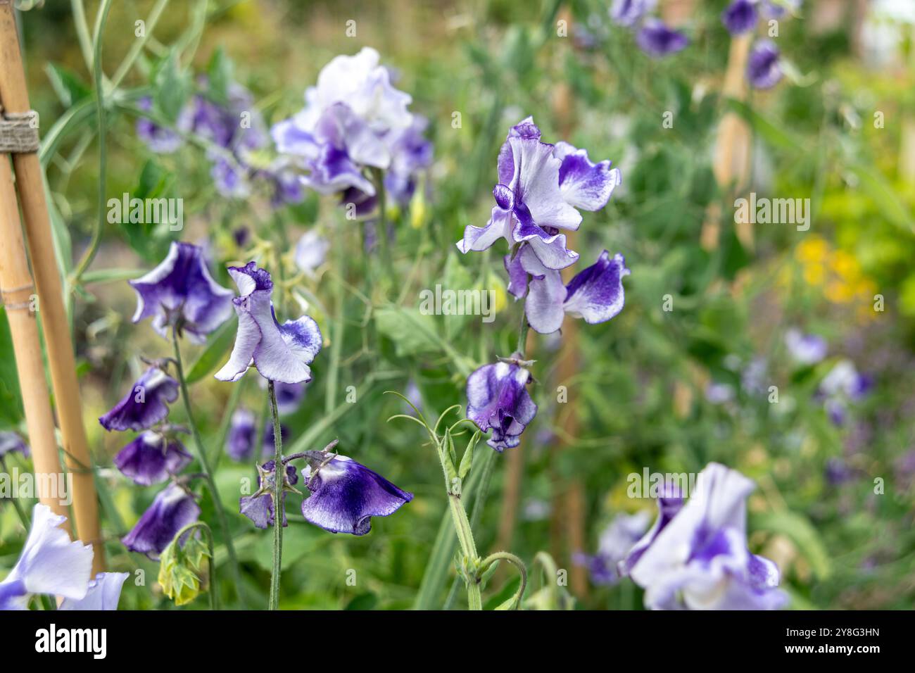 Süße Erbsen, Lathyrus odoratus, blüht im Sommer in einem englischen Landgarten, Großbritannien, GB. Stockfoto
