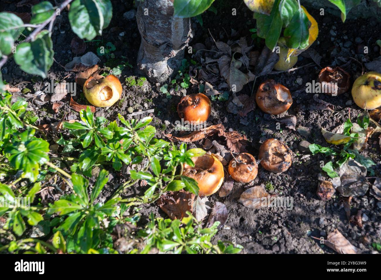 Windfall-Äpfel verrotten auf dem Boden Stockfoto