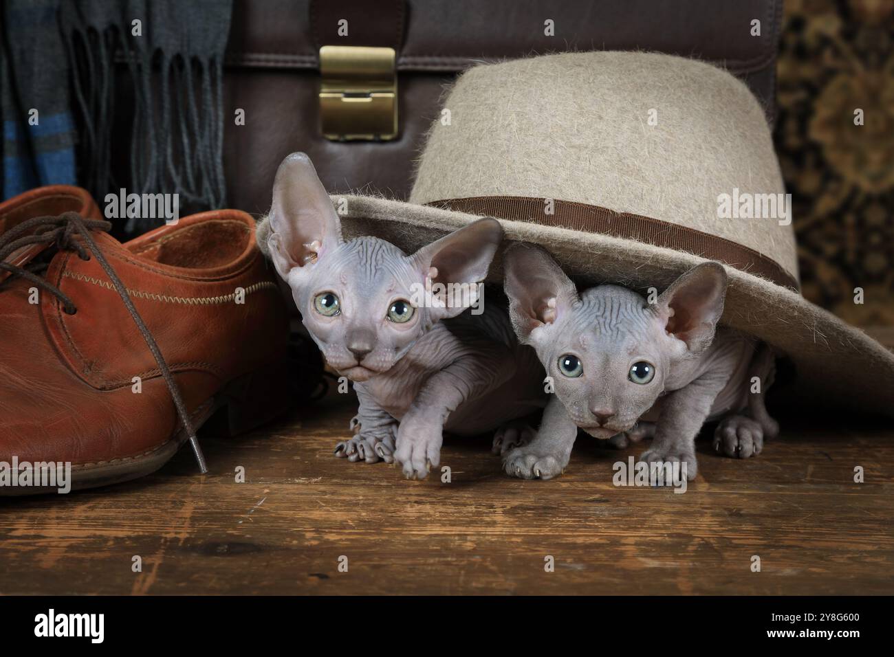 Zwei süße Don Sphinx Kätzchen sind drinnen unter den Hut gekrochen Stockfoto