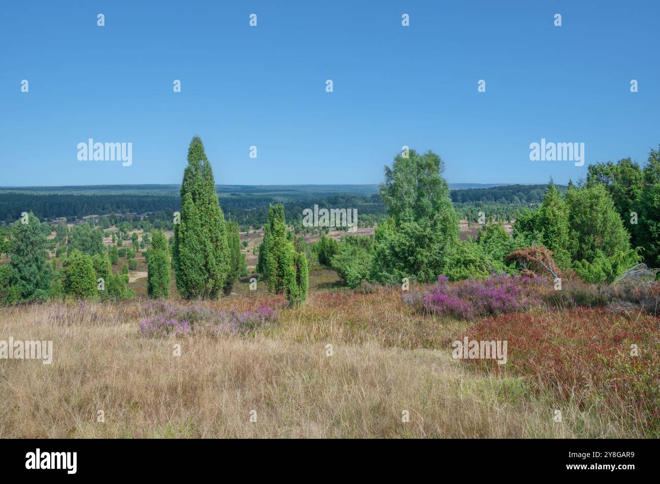 Blick vom Wilseder Berg in Lüneburger Heide, Niedersachsen, Deutschland Stockfoto