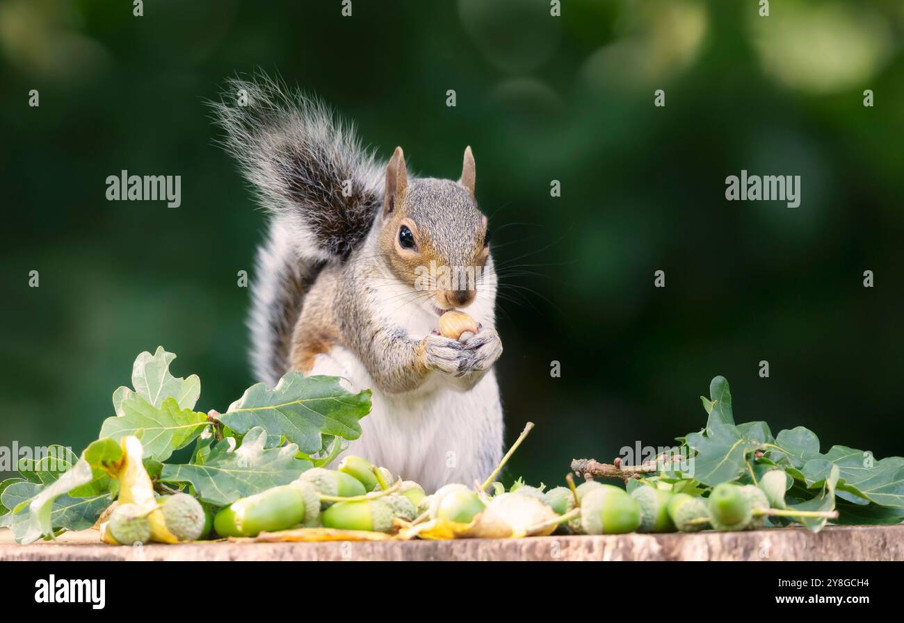 Porträt eines grauen Eichhörnchens, das Eicheln auf einem Baumstumpf isst, im Herbst, Großbritannien. Stockfoto