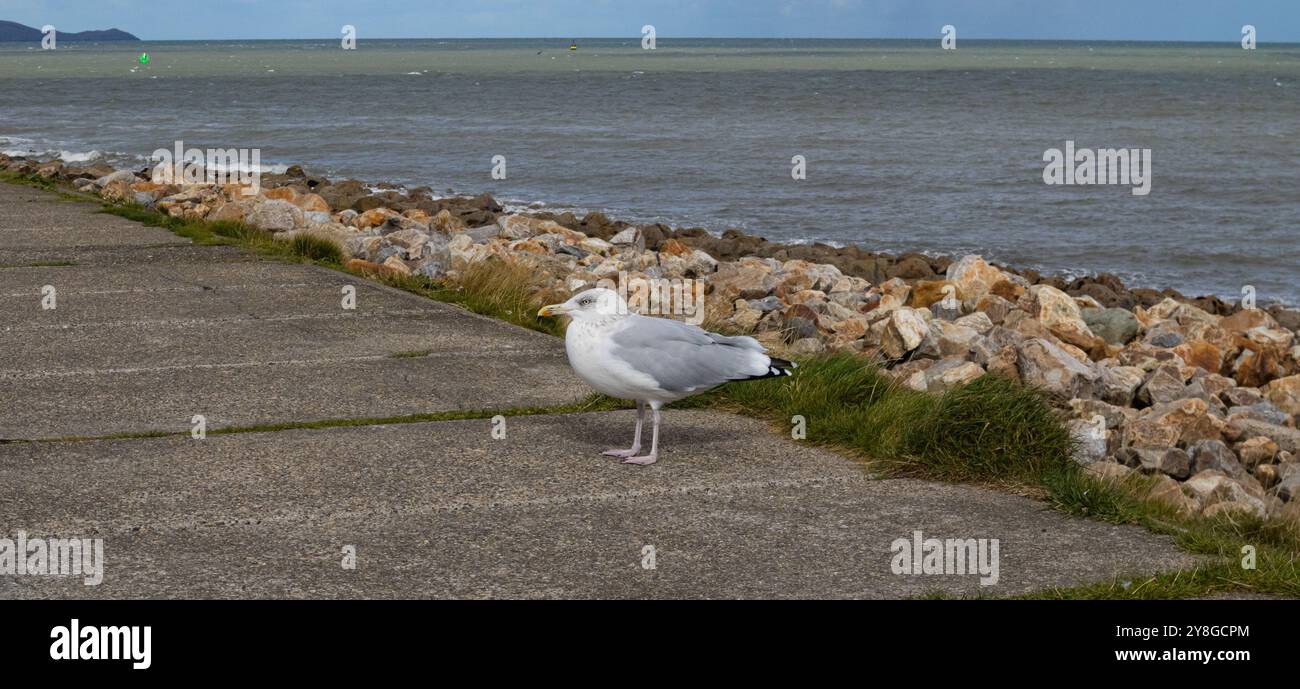 Eine freundliche Möwe am Meer. Eine Möwe posiert für die Kamera und schafft so eine schöne Aufnahme. Stockfoto