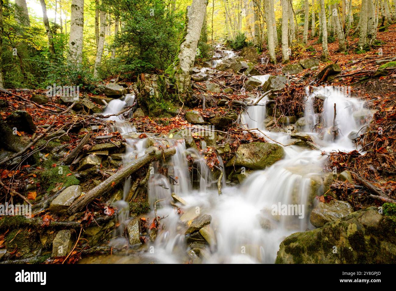 Bach im Wald von Gabardito, Hecho-Tal, westliche Täler, Pyrenäen-Gebirge, Provinz Huesca, Aragonien, Spanien. Stockfoto