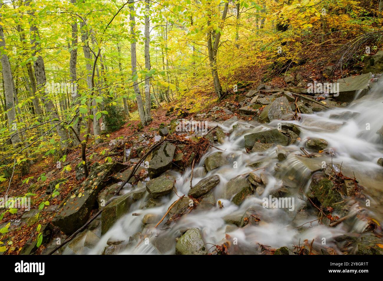 Bach im Wald von Gabardito, Hecho-Tal, westliche Täler, Pyrenäen-Gebirge, Provinz Huesca, Aragonien, Spanien. Stockfoto