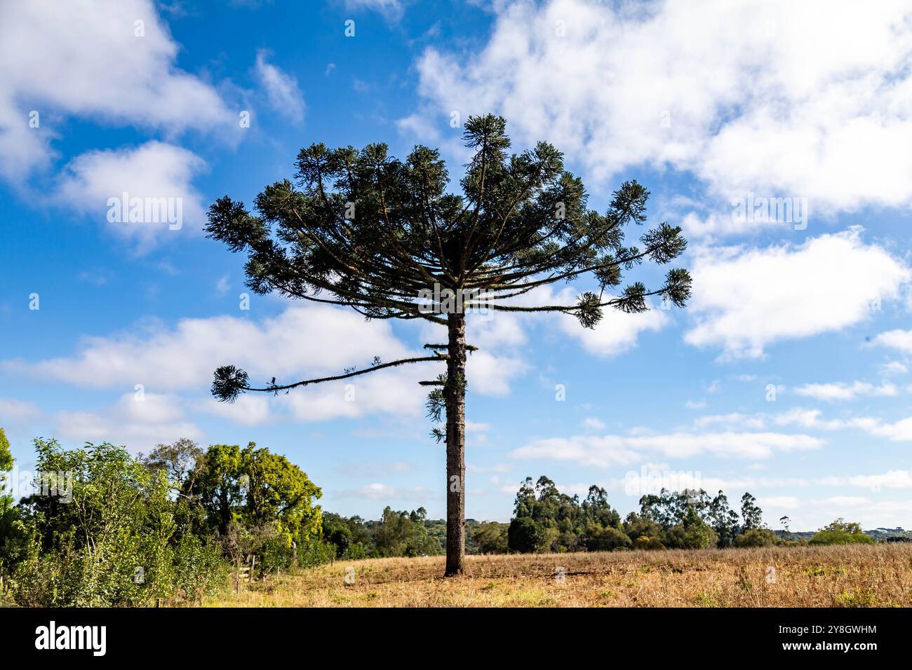 Typische Paraná-Kiefer (araucaria angustifolia) wächst in kalten Regionen Südbrasiliens und produziert Pinienkerne Stockfoto