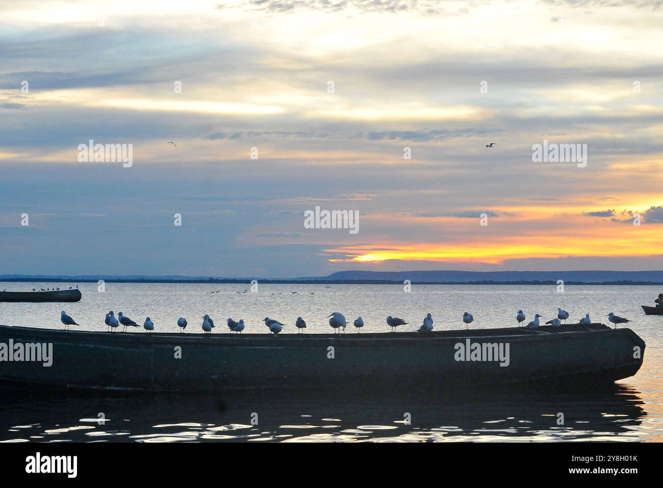 Vögel auf einem Boot im Victoria-See Uganda Stockfoto