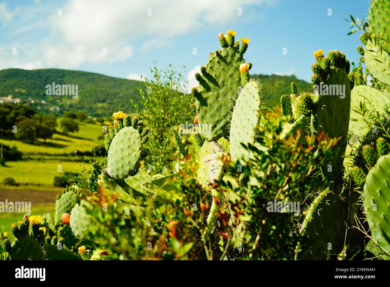 Domus de Janas der Nekropole SAS Concas, Provinz Sassari, Sardinien, Italien Stockfoto