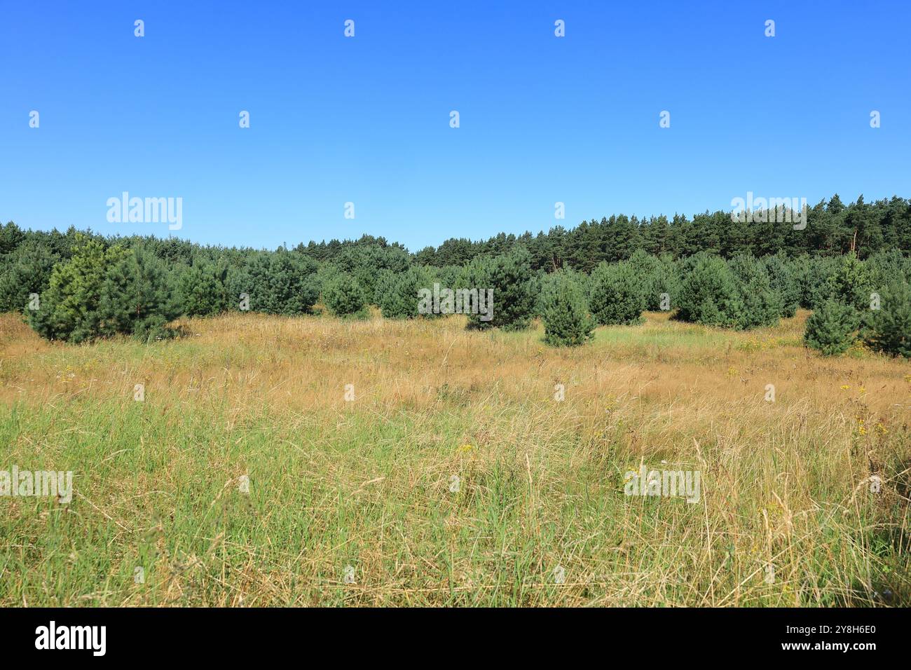 Blick auf die Mecklenburger Seenlandschaft in der Nähe von Zislow Stockfoto