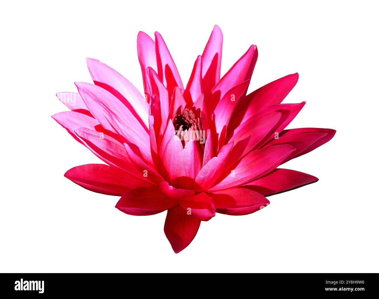 Rote Haarige Seerose mit grünen Blättern im Hintergrund. Nymphaea Lotus. Stockfoto