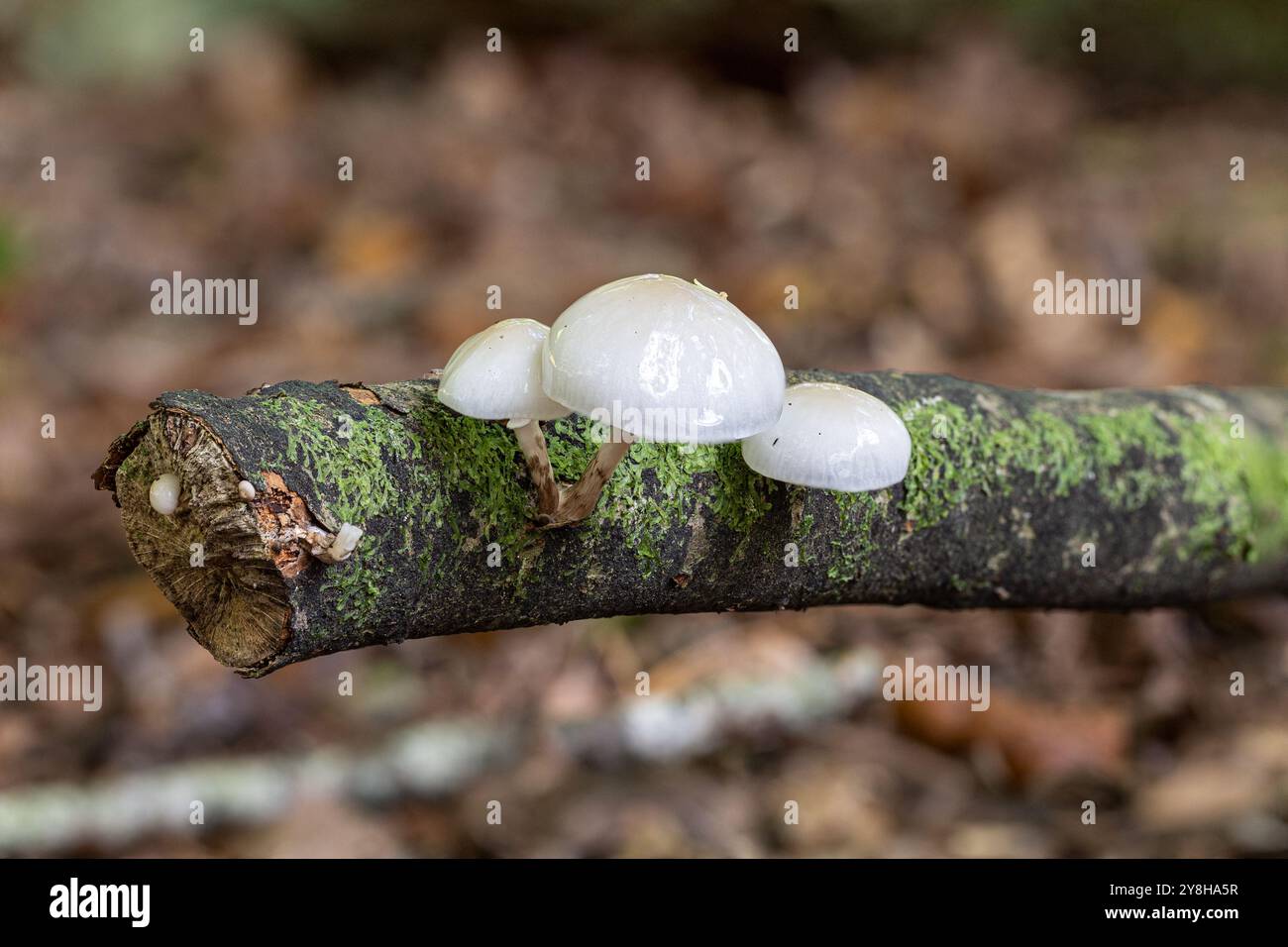 Porzellanpilz, New Forest, Hampshire, Großbritannien. Stockfoto