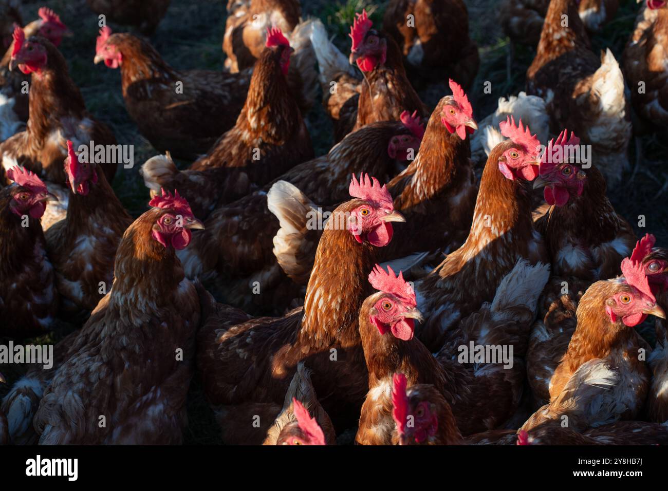 Viele braune Hühner sind zusammen auf einer Weide. Die Hühner schauen alle in die gleiche Richtung. Sie haben rote Kämme und braune Federn. Stockfoto