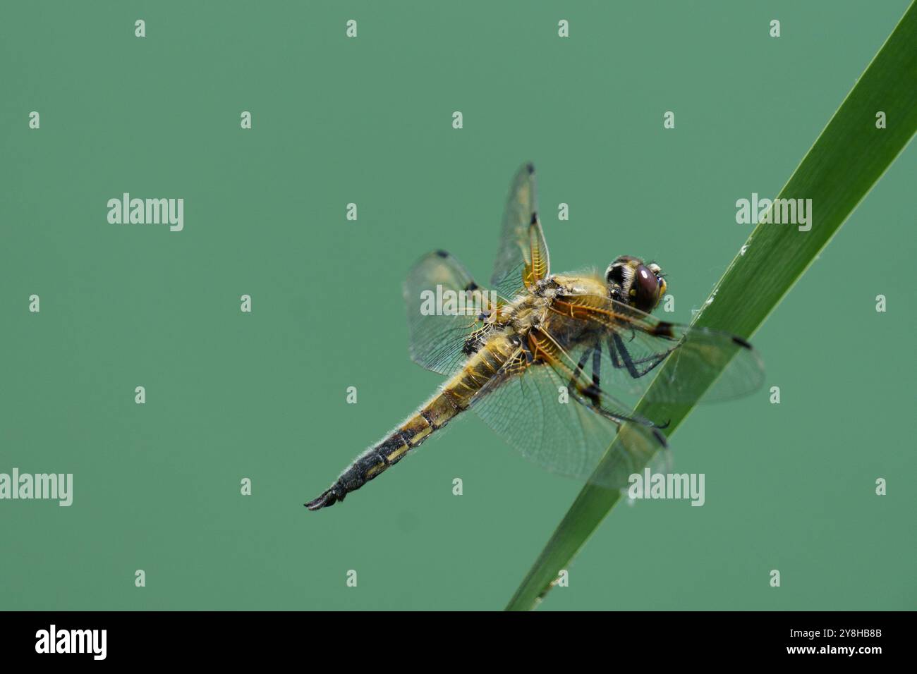 Vierfleckiger Jäger (Libellula quadrimaculata), auch bekannt als die vierfleckige Skimmer Libelle, die auf einem Blatt liegt Stockfoto