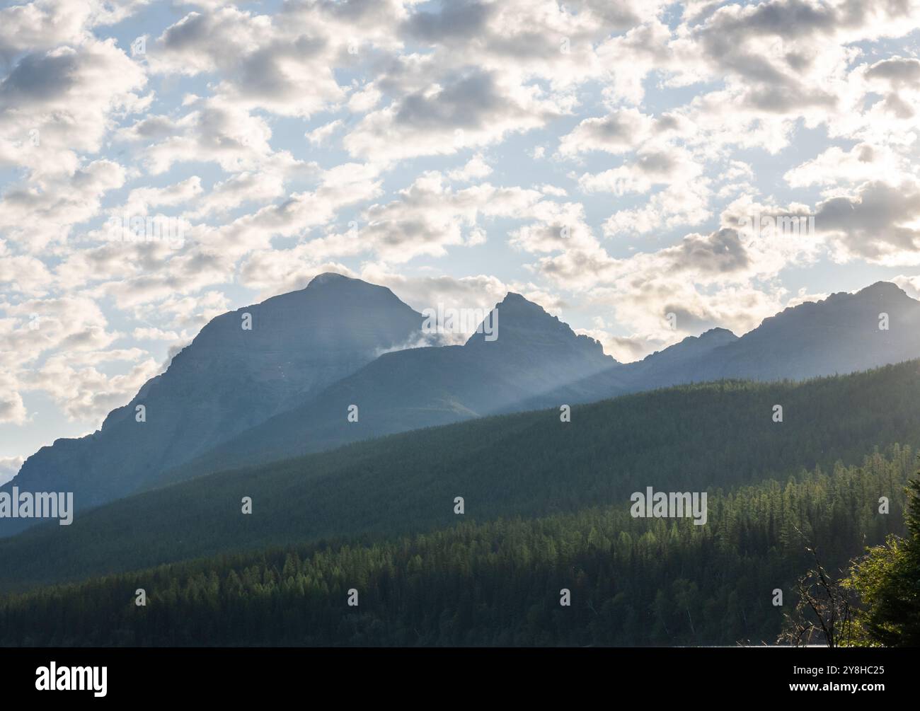 Sun Lights Pine Forest unterhalb der Glacier Peaks im Sommer Stockfoto