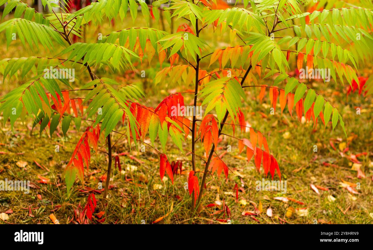 Gerötete Blätter des Essigbaums, die am Baum hängen. Herbstlandschaft. Stockfoto