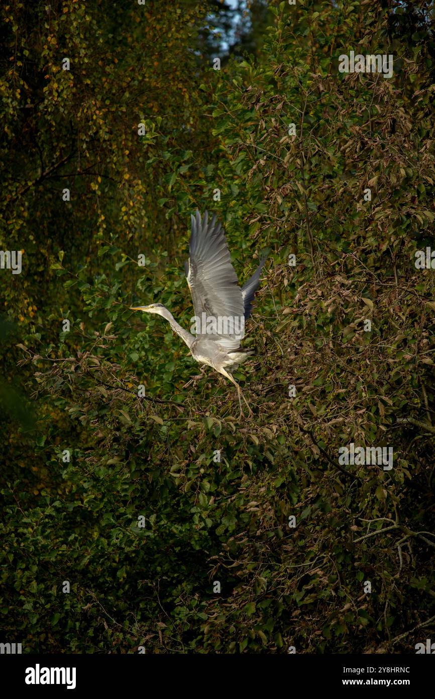 Graureiher im natürlichen Lebensraum (Ardea Cinerea) Stockfoto