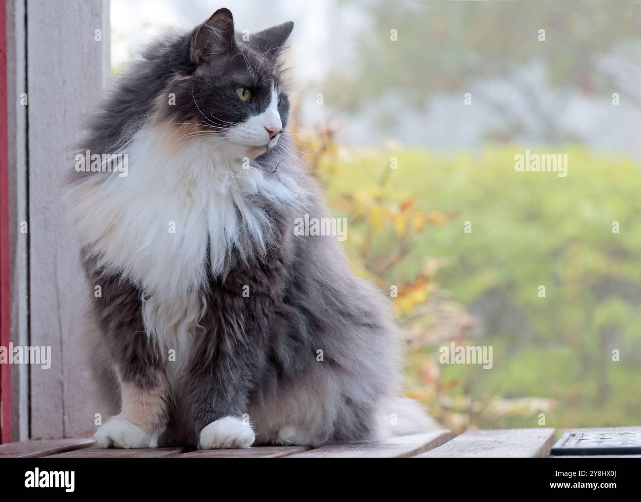 Eine wunderschöne norwegische Waldkatze, die draußen in Stufen sitzt Stockfoto