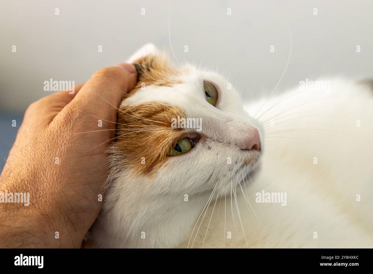 Streichelt eine süße dreifarbige Katze. Haustier, süßes Kätzchen Stockfoto