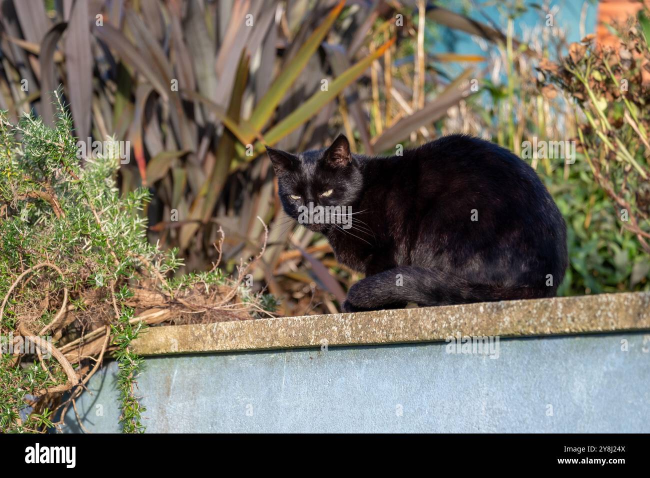 Die schwarze Katze steht auf einer Gartenwand inmitten farbenfroher Pflanzen und Grün für ein entspanntes Outdoor-Konzept Stockfoto