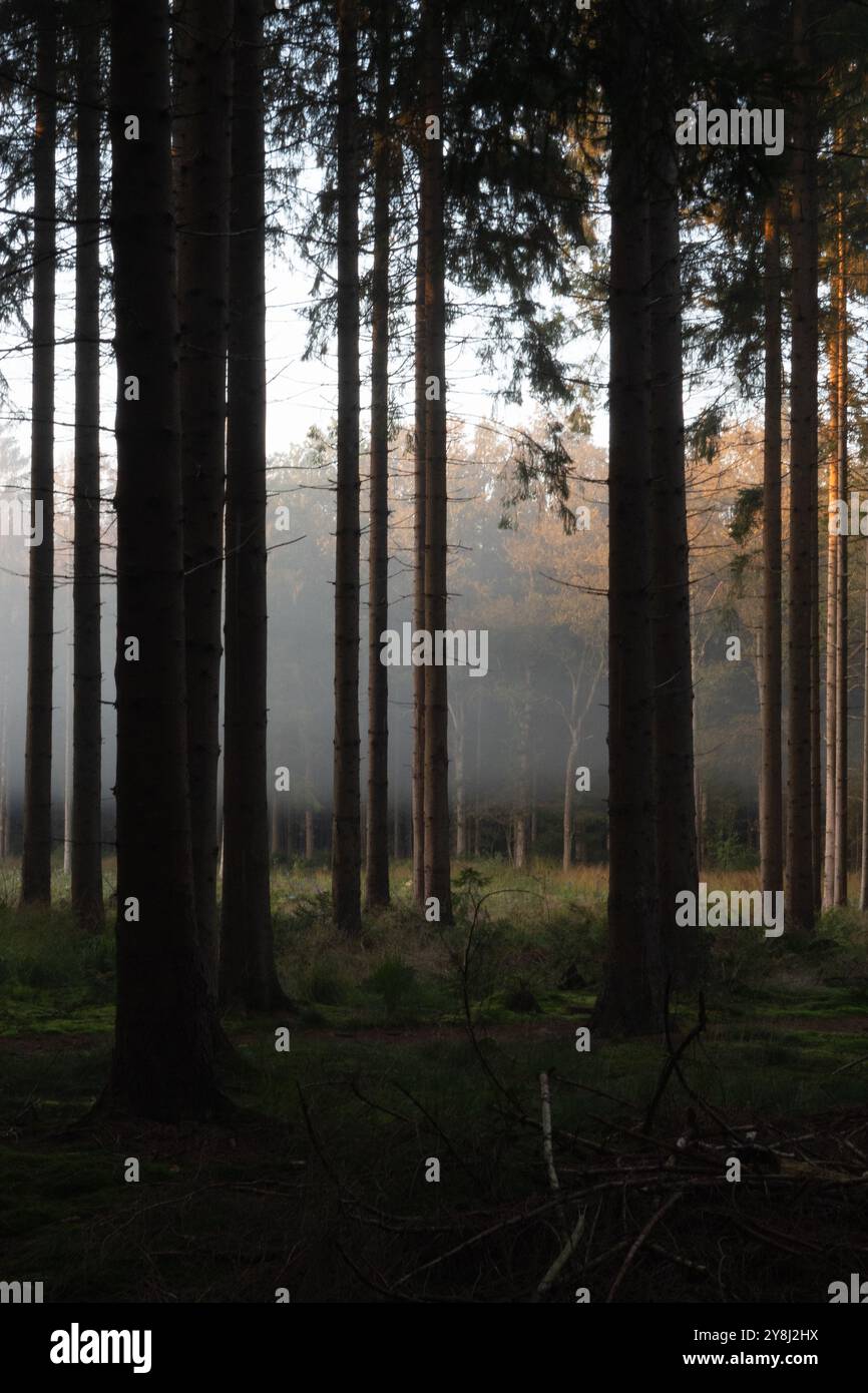 Nebel, der früh eines morgens über einer Waldlichtung hängt; die ersten Sonnenstrahlen haben die untere Nebelschicht aufgelöst Stockfoto