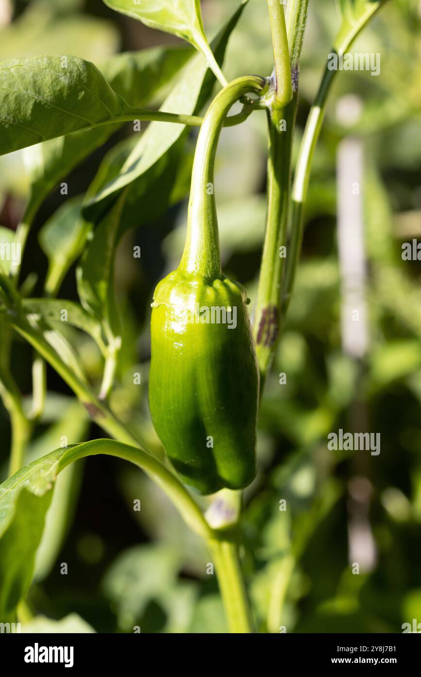 Capsicum annuum „Red Impact“-Pfeffer, der in einem Garten wächst. Stockfoto