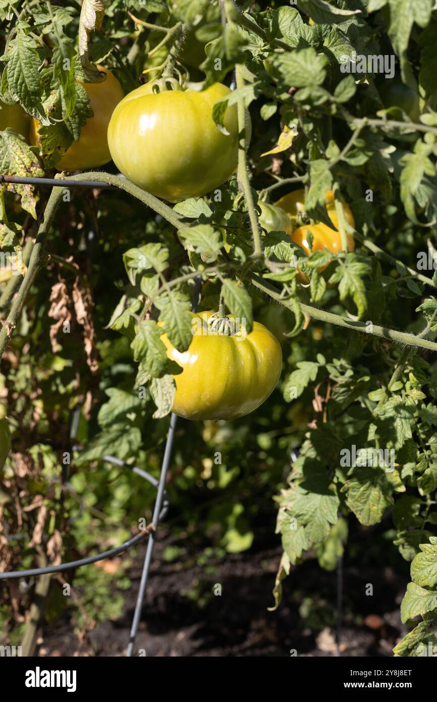Solanum lycopersicum 'Buffalosun' Tomaten auf der Rebe im Garten. Stockfoto
