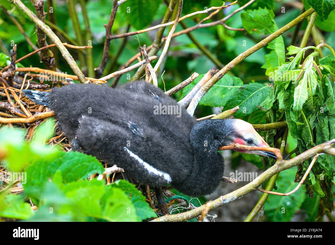 LANGSCHWANZ-KORMORAN, ( Phalacrocorax africanus), bekannt als, Reed-Kormorant-Küken in einem Nest auf der Insel Musambwa im Victoria-See Ugandas. Stockfoto