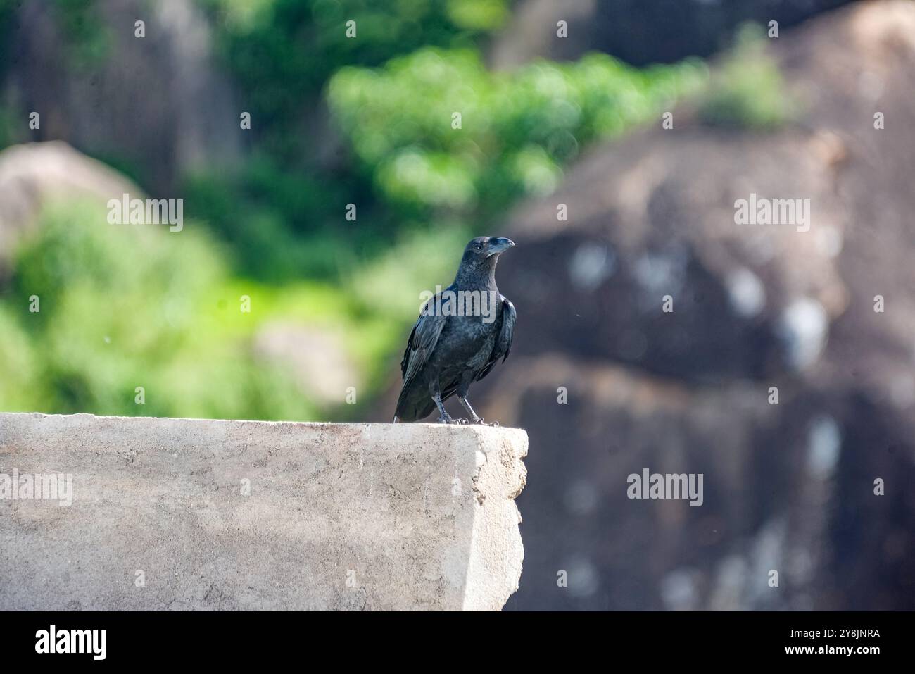 Rabe (Corvus corax) - Karamoja Uganda Stockfoto