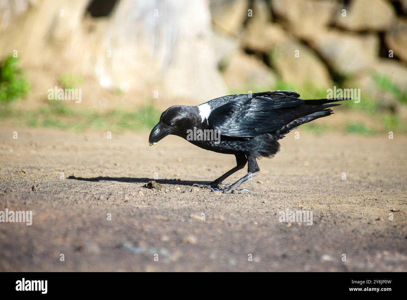 Weißer Nackter Rabe in Kisoro Uganda Stockfoto