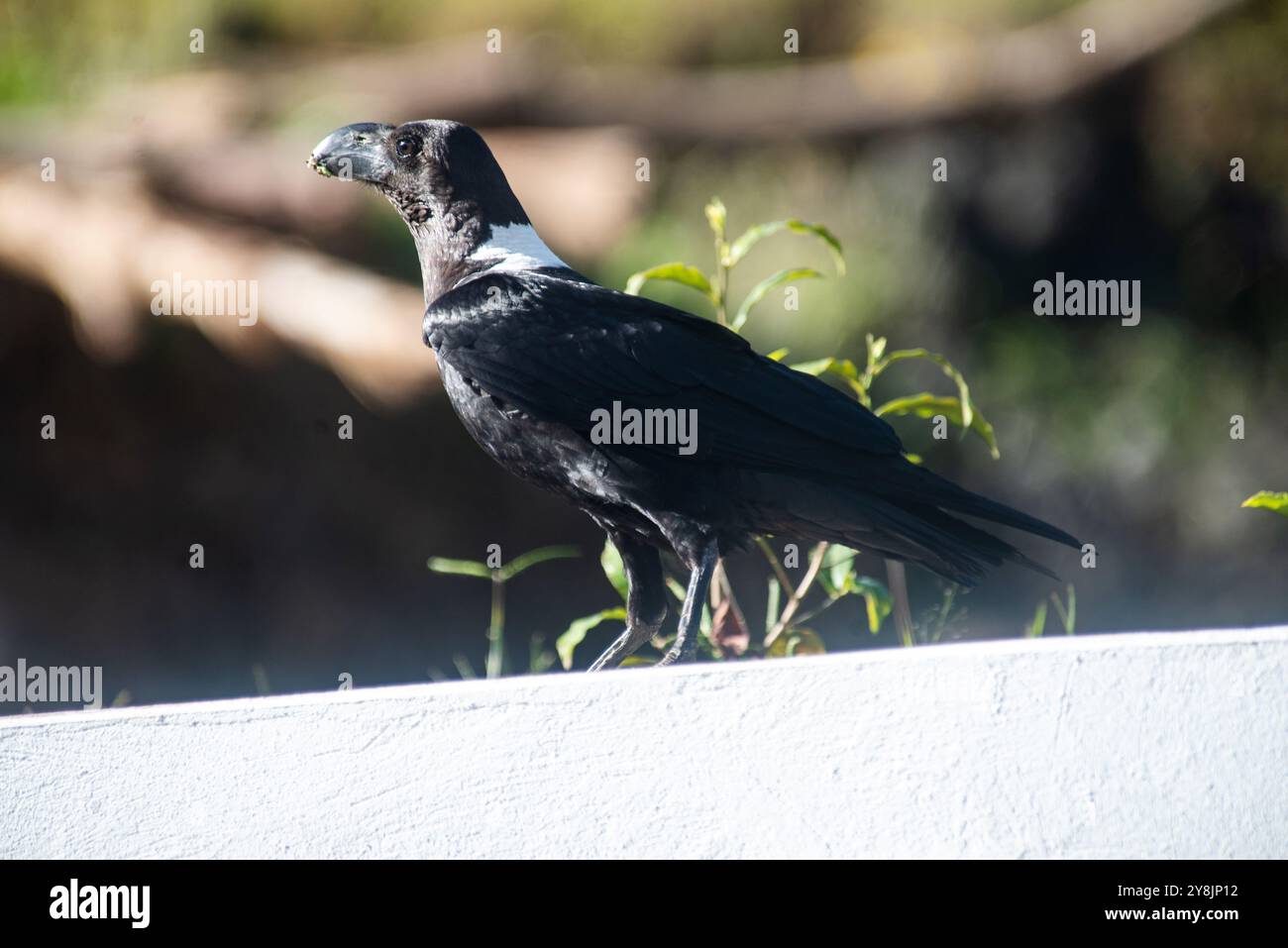 Weißer Nackter Rabe in Kisoro Uganda Stockfoto