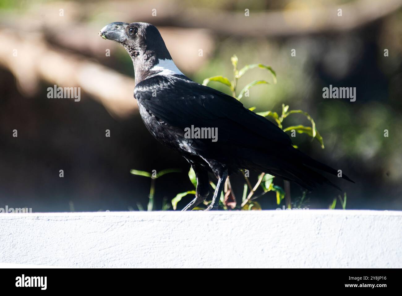 Weißer Nackter Rabe in Kisoro Uganda Stockfoto