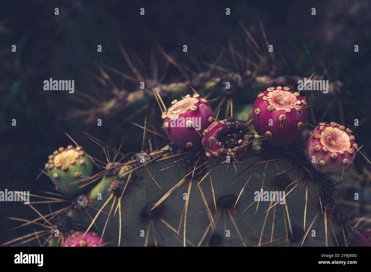 Nopal mit Feigenkraut: Ein mexikanischer Wüstenjuwel Stockfoto