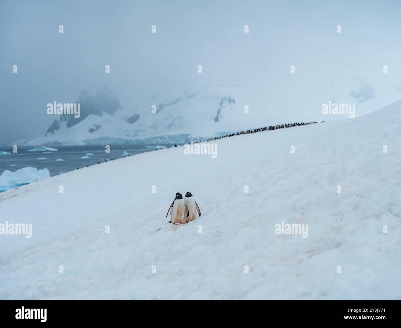 Zwei Gentoo-Pinguine in einem Paar in der Antarktis auf Schnee Stockfoto