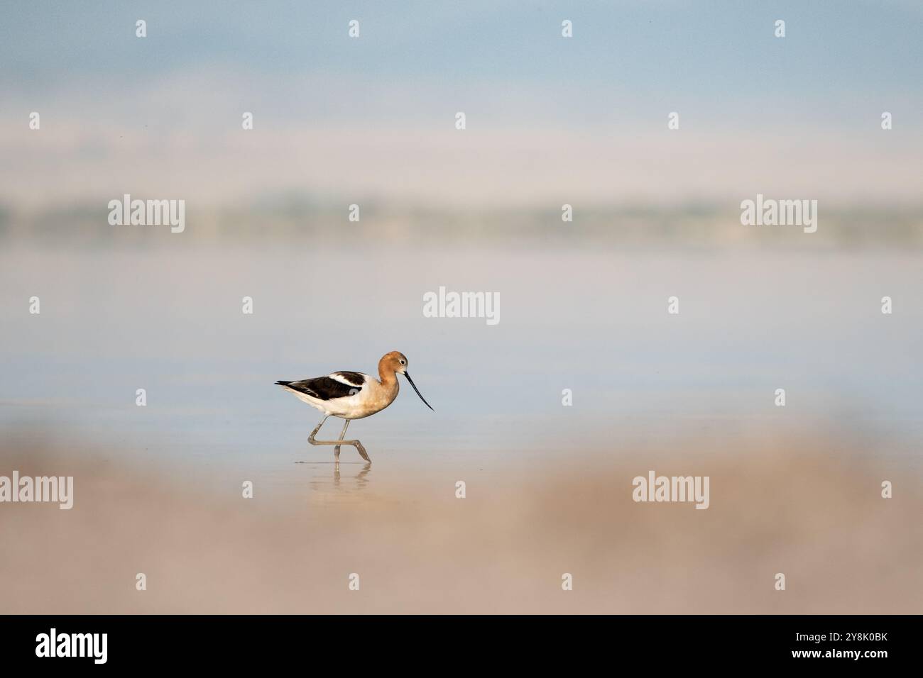 Ein amerikanischer avocet in Zuchtgefieder, Salton Sea, Kalifornien Stockfoto
