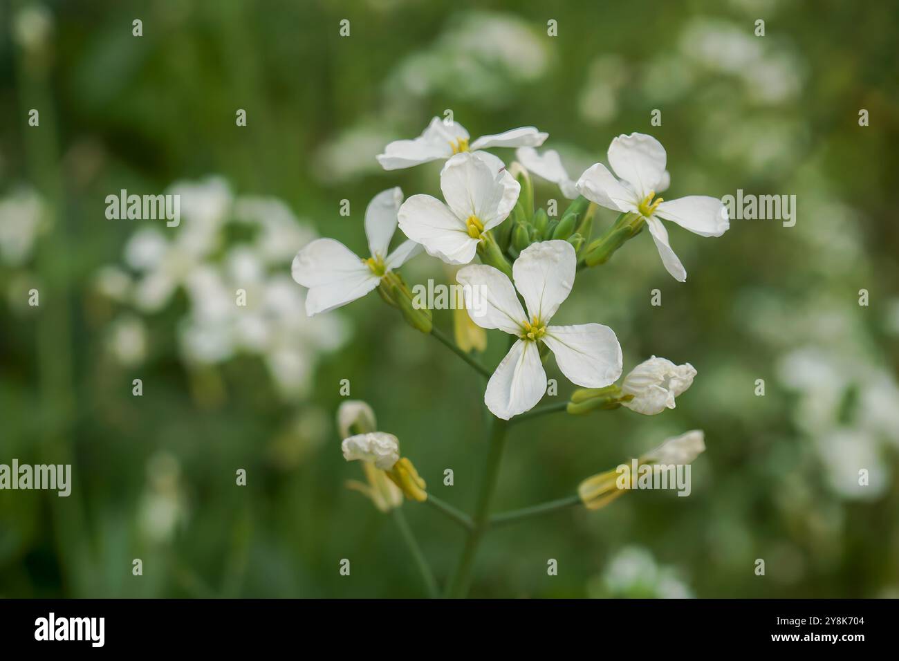 Thale Kresse weiße Blüten, Nahaufnahme von arabidopsis thaliana Blüten, Brassicaceae, Maus-Ohrkresse Stockfoto