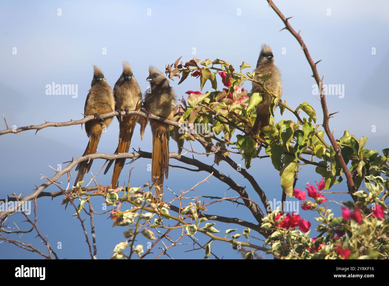 Vier Mousebirds (Coliidae), die auf einem Zweig einer Bougainvillea (Nyctaginaceae) sitzen. Stockfoto