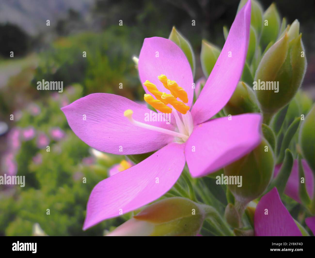 Blühende rosa Seerose (Orphium frutescens) im Harold National Botanic Gardens, Betty's Bay an der Südwestküste. Stockfoto