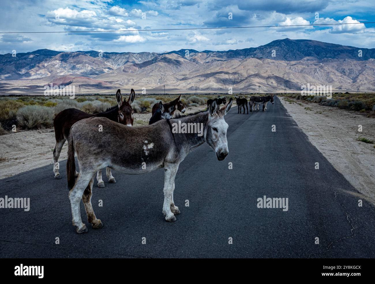 Aberdeen, Kalifornien, USA. Oktober 2024. An einem frühen Oktobertag beschlossen ein Dutzend wilde Burros, sich mitten in der Goodale Road in der Nähe der Gemeinde Aberdeen, Kalifornien, zu versammeln. Die Straße ist leicht befahren, so dass sie nicht in Gefahr waren. Als Autos langsam an ihnen vorbeifuhren, wurden sie oft mit neugierigen Nasen begrüßt, die in die Autoscheiben gestoßen waren. (Kreditbild: © Bruce Chambers/ZUMA Press Wire) NUR REDAKTIONELLE VERWENDUNG! Nicht für kommerzielle ZWECKE! Quelle: ZUMA Press, Inc./Alamy Live News Stockfoto
