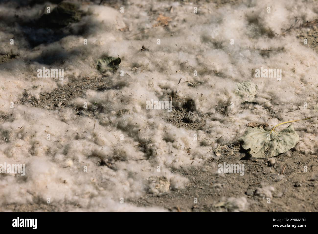 Cottonwood Espen Samen auf dem Boden Flusen liegen auf dem Boden und fliegen durch die Luft in den Strahlen des Sonnenlichts. Starkes Allergen, gesundheitsgefährdendes Gehör Stockfoto