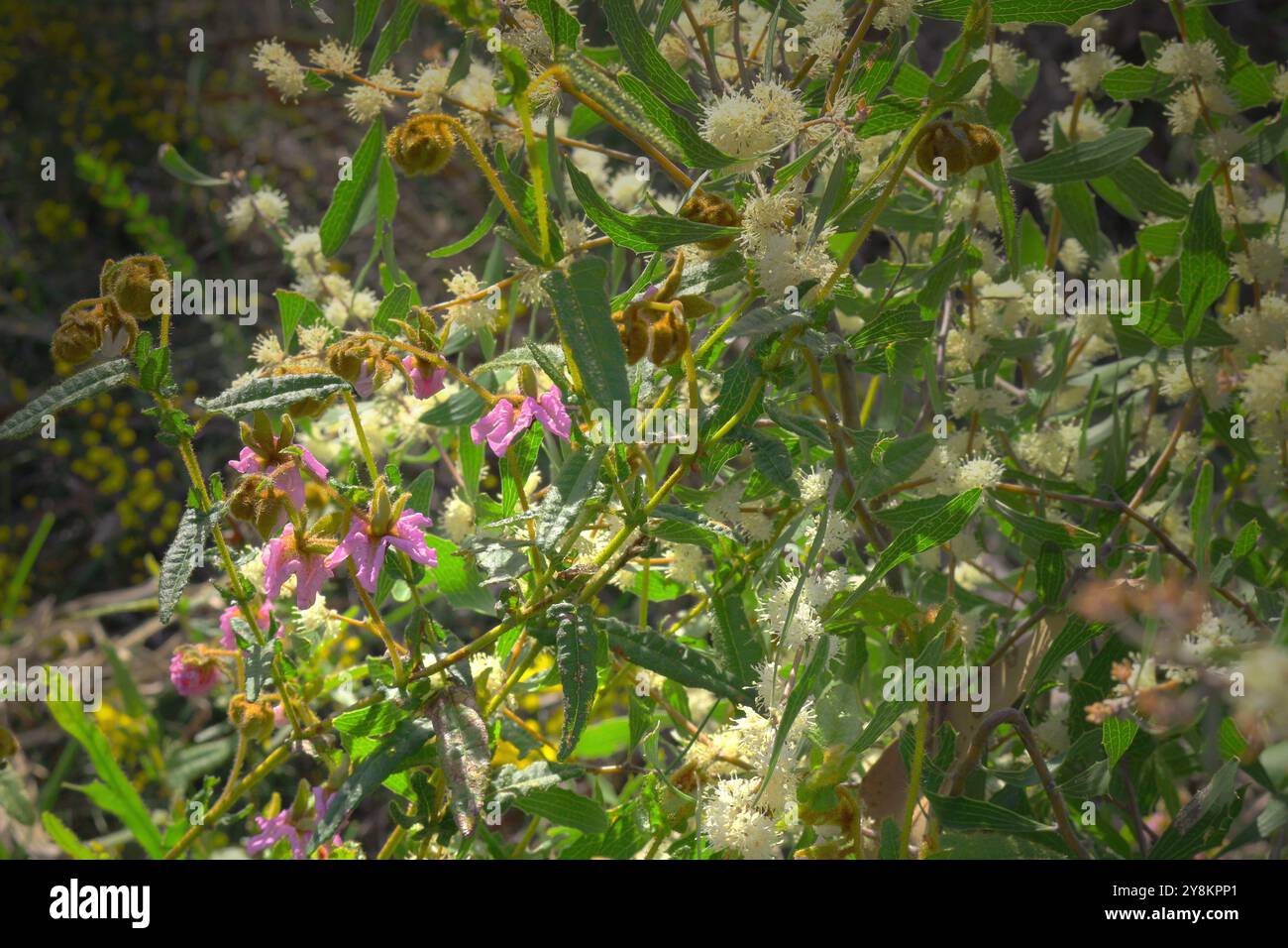 Einheimische australische Wildblumen lila Thomasia grandiflora und weiß Hakea nitida im Lesueur National Park, Western Australia Stockfoto