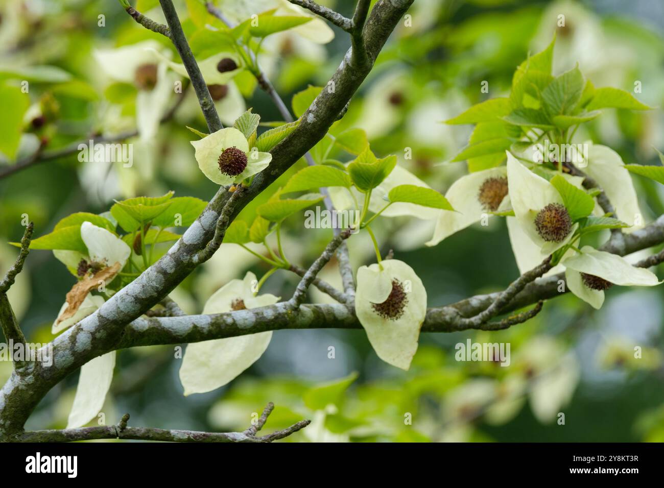 Davidia Involucrata, Taubenbaum, Taschentuch, Taschentuch, weiße Deckblätter umgeben im späten Frühjahr den violett-roten Blumenkopf Stockfoto