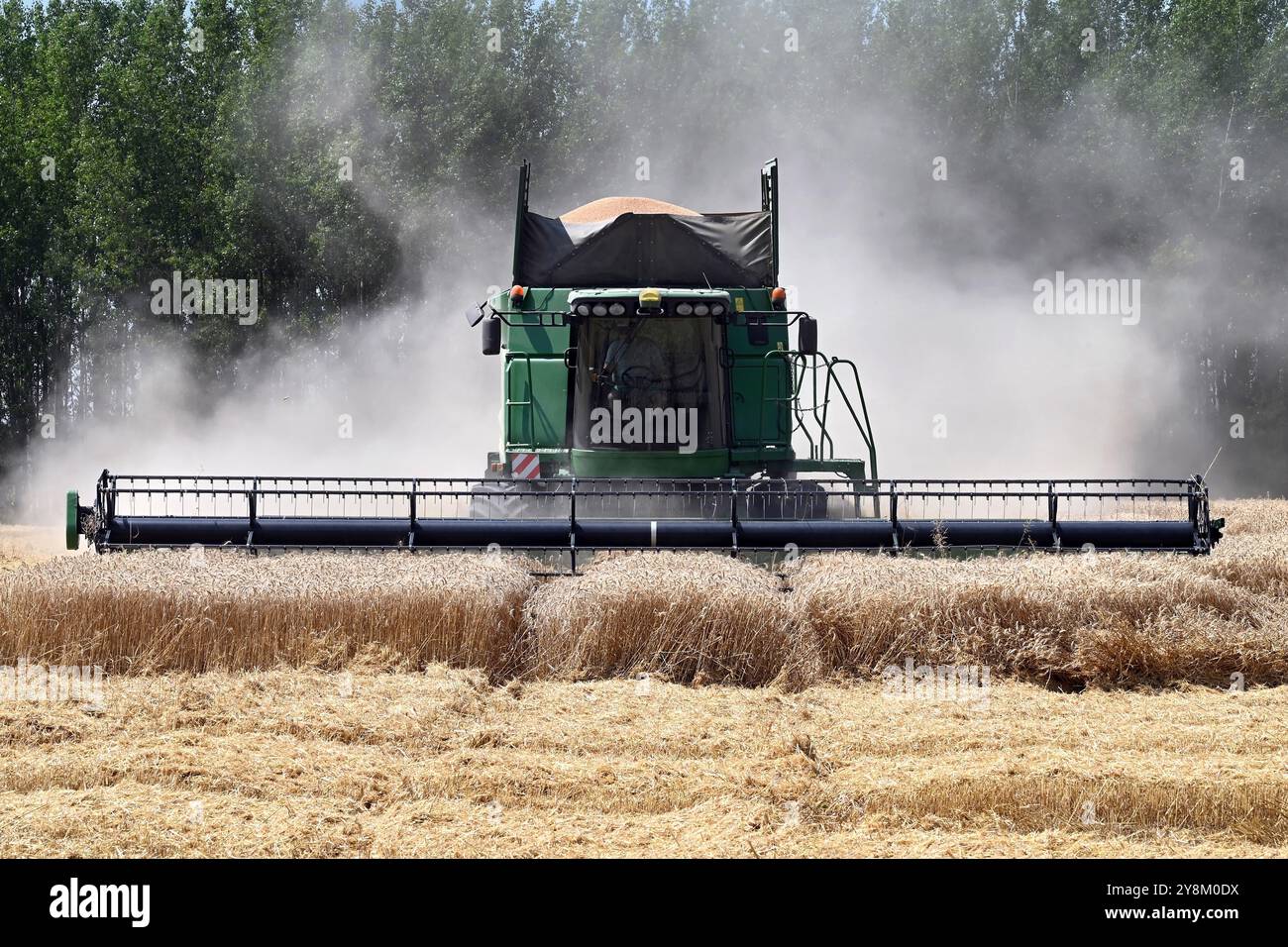 Ohrady, Dunajská Streda, Slowakei - 9. Juli 2024: Grüner Mähdrescher, der Weizen im Sommer mit Staubsmog und Bäumen im Hintergrund schneidet Stockfoto