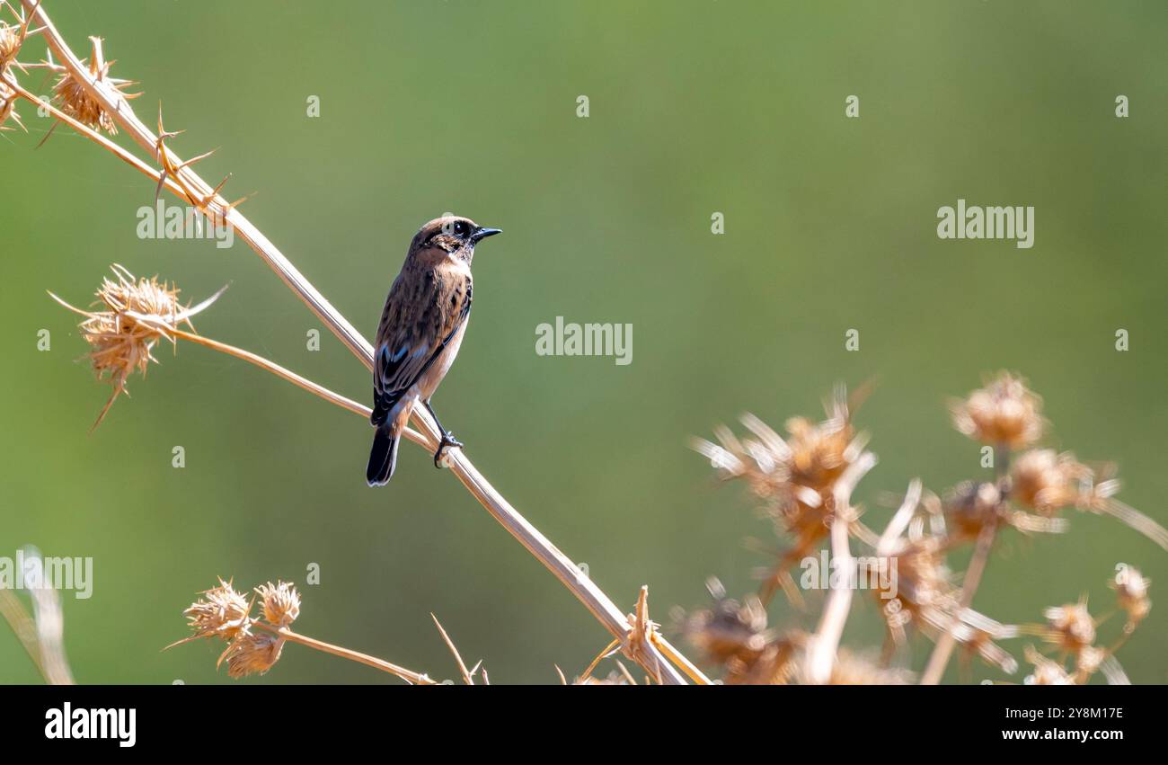 Sibirischer Stonechat (Saxicola maurus) ist im Frühjahr und Herbst im Tigris-Tal zu sehen. Stockfoto