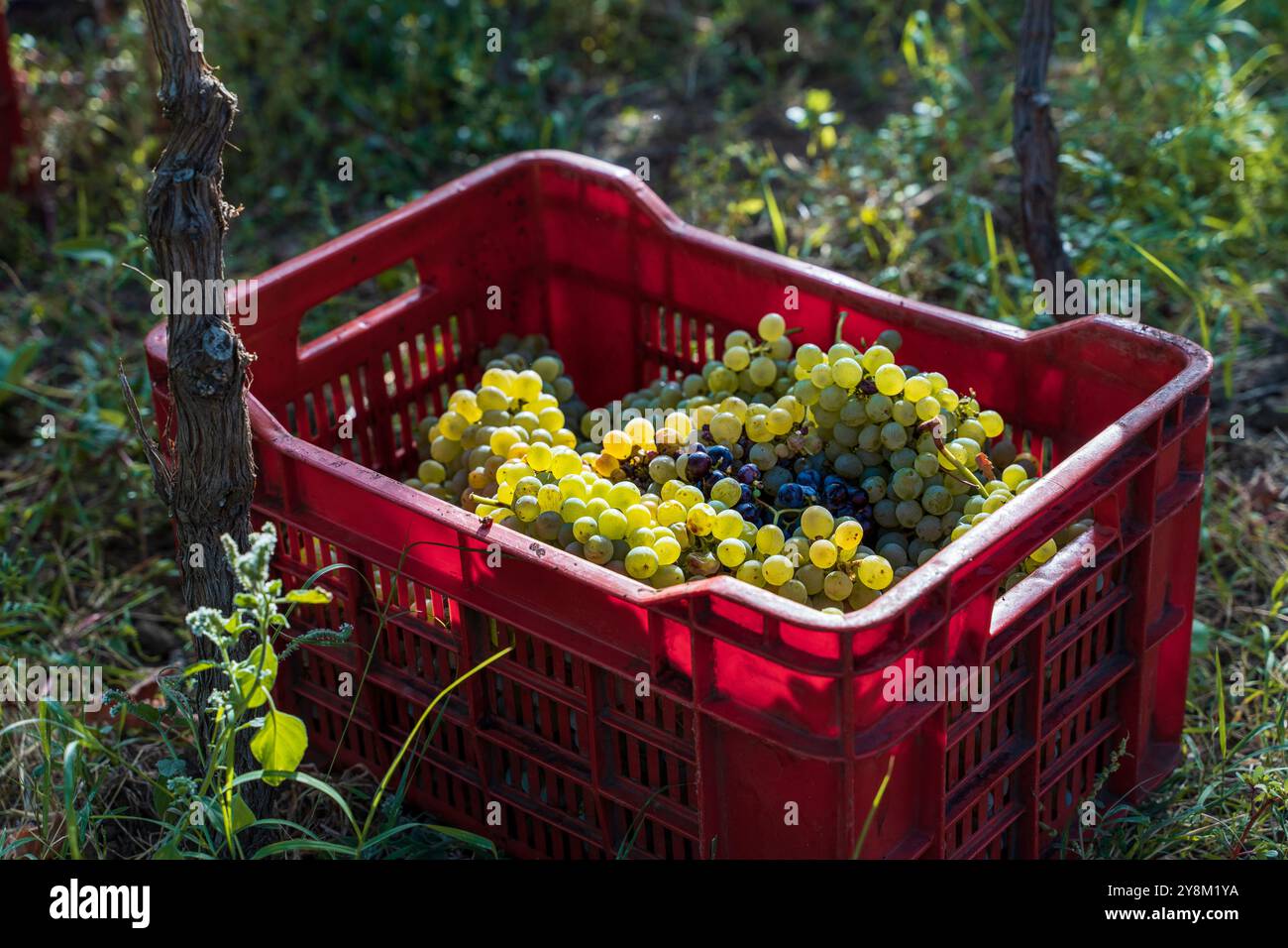 Frisch geerntete grüne und violette Trauben in einer roten Kunststoffkiste während der Weinbergslese. Der Hintergrund des natürlichen Weinbergs zeigt den Weinherstellungsprozess Stockfoto